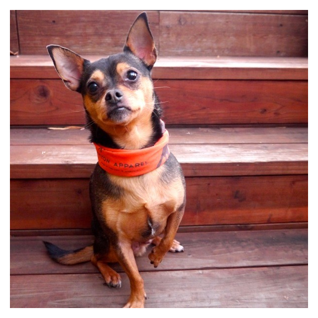 Runyon Canyon Apparel Signature Bandana