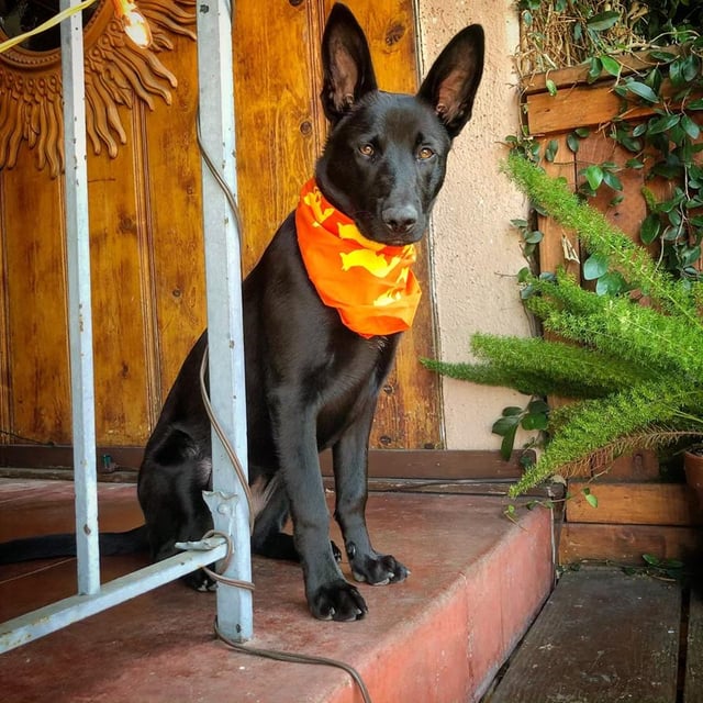 Runyon Orange Sonic Citrus Bandana Made In USA