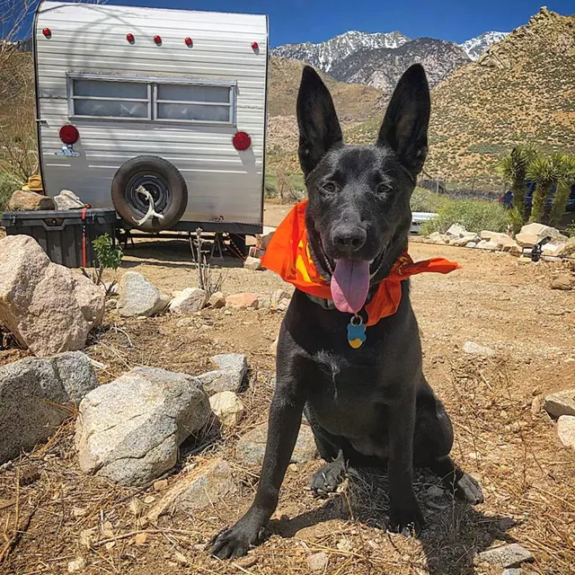 Runyon Orange Sonic Citrus Bandana Made In USA