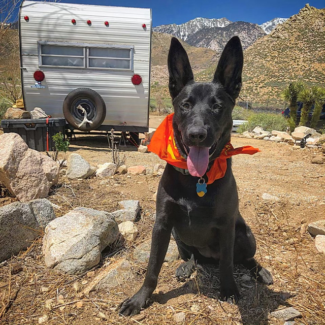 Runyon Orange Sonic Citrus Bandana Made In USA Runyon Orange Sonic Citrus Bandana Made In USA