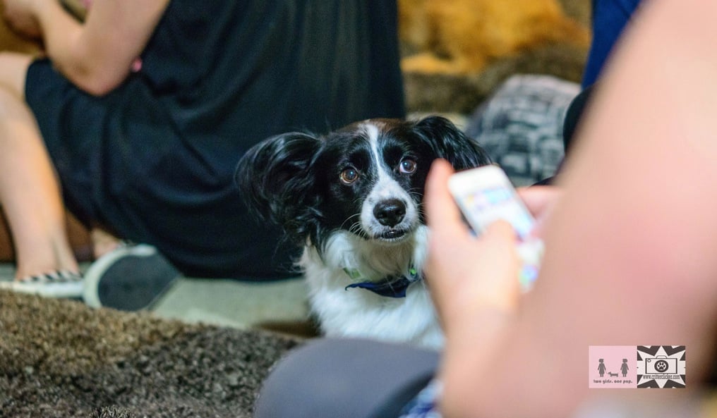 "Um, I thought they said no cell phones"... One of our regular VIP's (Very Important Pups), Riggins