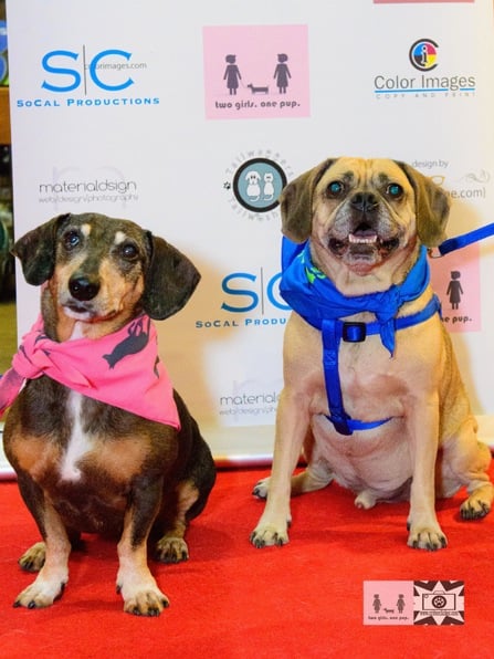 The four legged hosts of the evening, Comet and Harry Winston