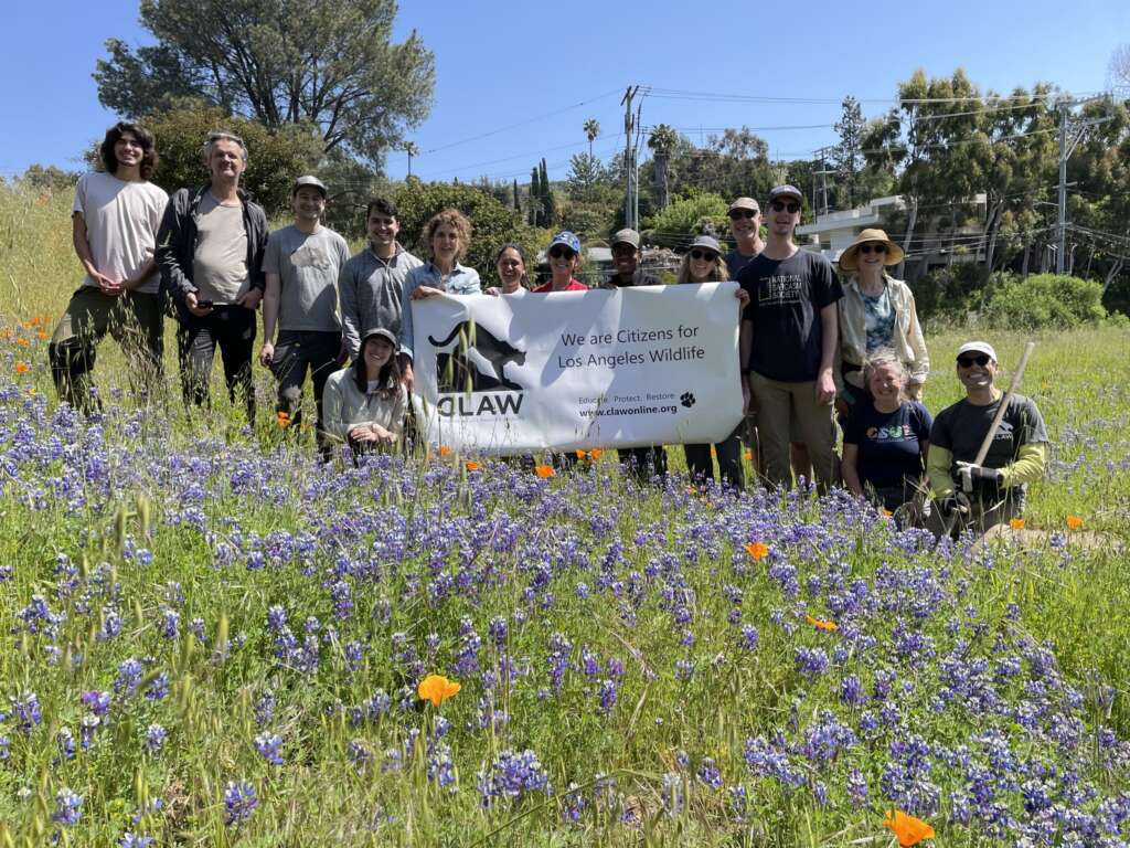 Citizens for Los Angeles Wildlife Rewilding Mulholland and Laurel Canyon