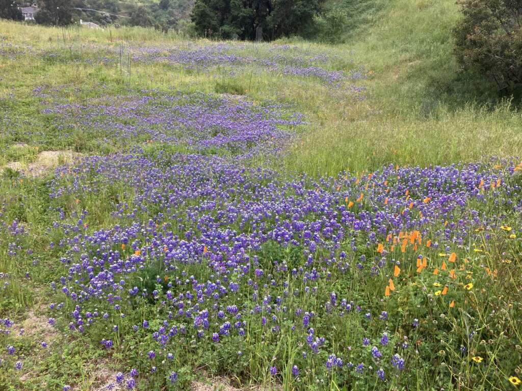 Citizens for Los Angeles Wildlife Rewilding Mulholland and Laurel Canyon